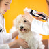 Pet hair clipper electric clipper electric clippers